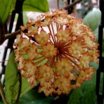 Hoya Viola